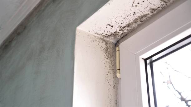 Best Dehumidification Services  in Moultrie, GA