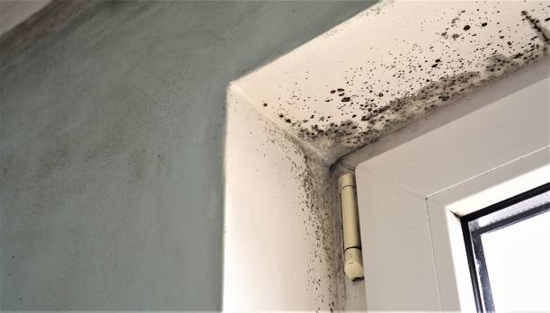 Best Mold Remediation for Vacation Homes  in Moultrie, GA