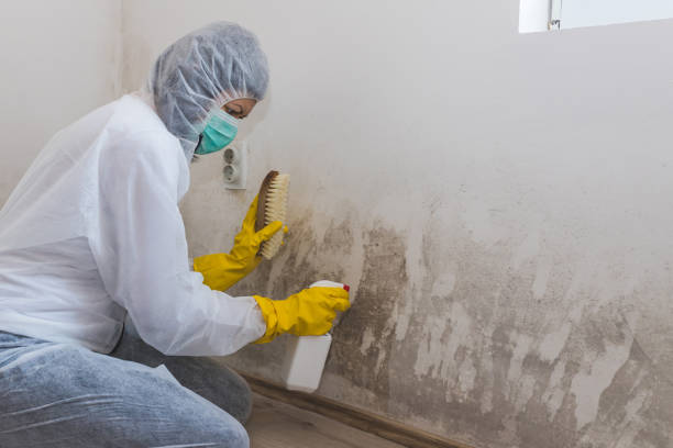 Best Water Damage & Mold Remediation  in Moultrie, GA