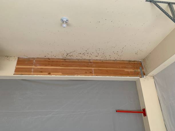 Best Mold Odor Removal Services  in Moultrie, GA