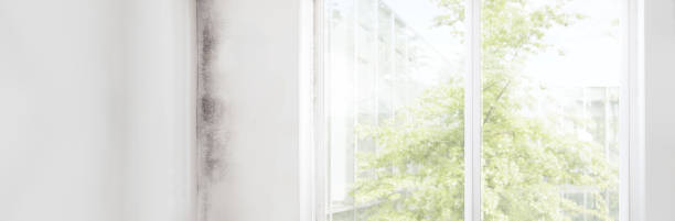 Best Mold Removal for HVAC Installations  in Moultrie, GA