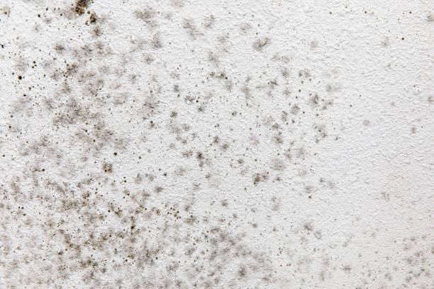 Best Mold Documentation for Insurance Claims  in Moultrie, GA